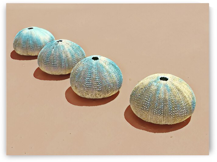 Urchins by Sibcod