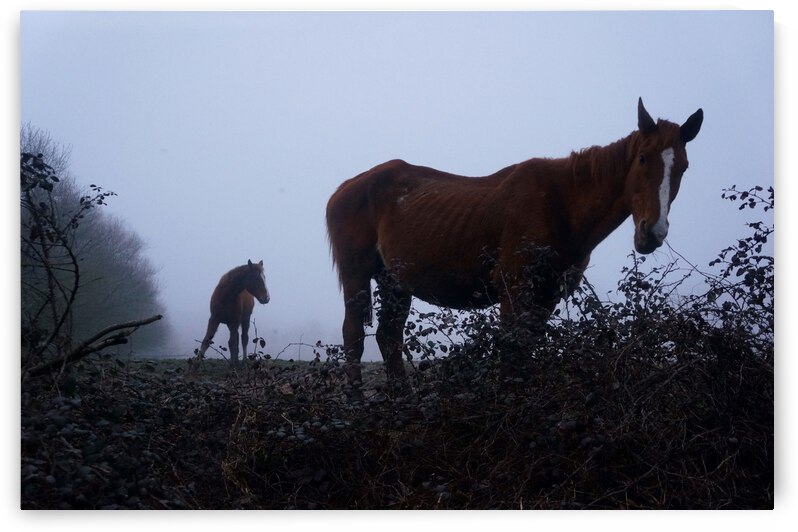Horse in the fog by Cedric Doz