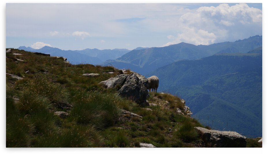 A sheep in mountains by Cedric Doz