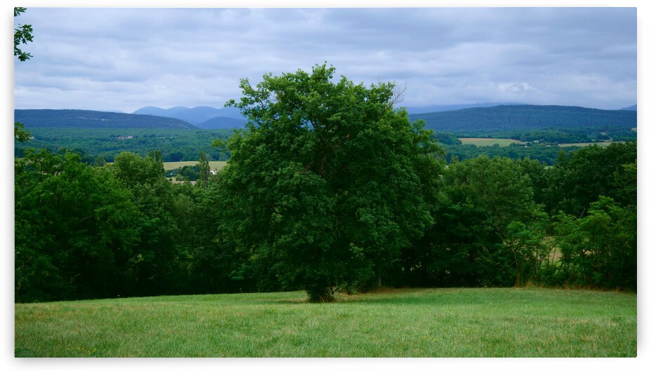 Tree in France by Cedric Doz