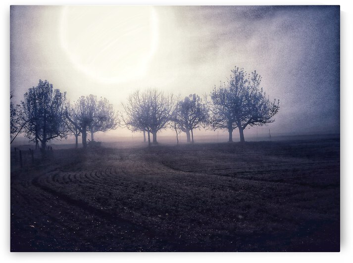 Arbres sous  mi soleil mi brume by Anneda