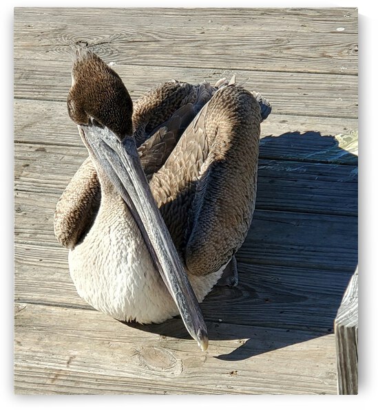 Resting Pelican by The NC Geek