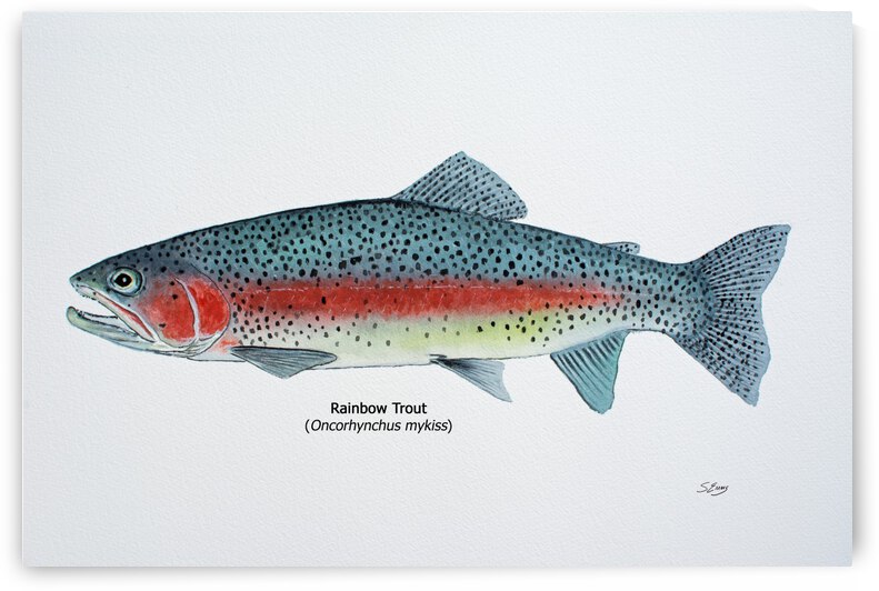 Rainbow Trout Painting by Stephen Emms