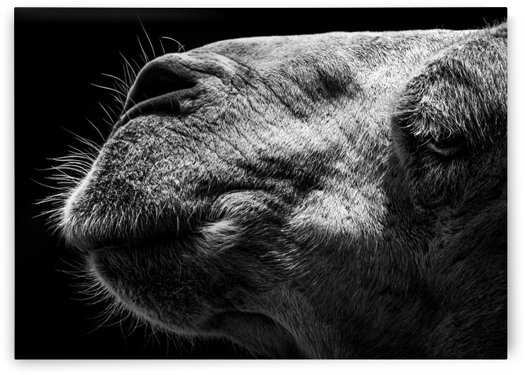 Camel by 1x