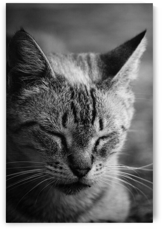 Close to the sunlight by 1x