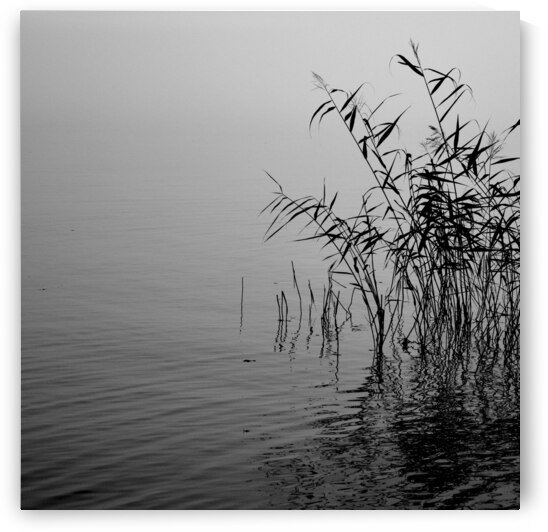 Mist over the lake 2021 by 1x