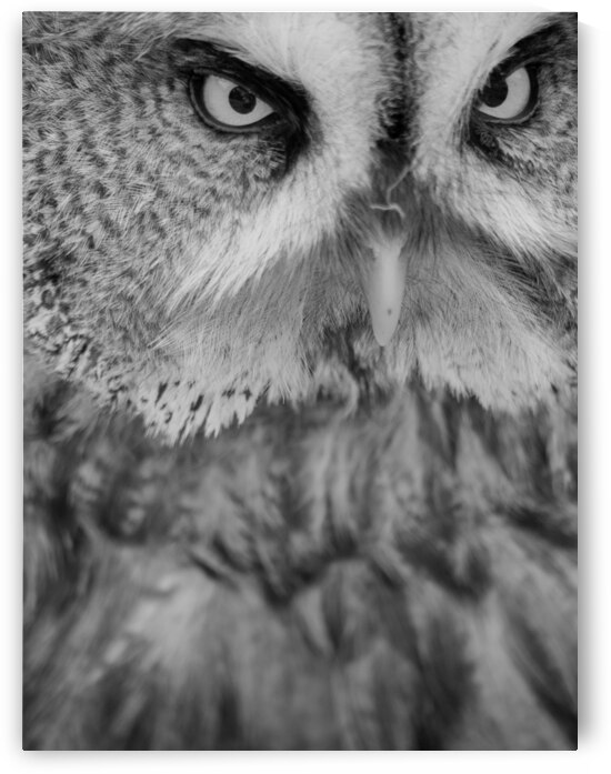 Great Grey Owl close-up by 1x