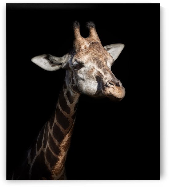 Giraffe in low key by 1x