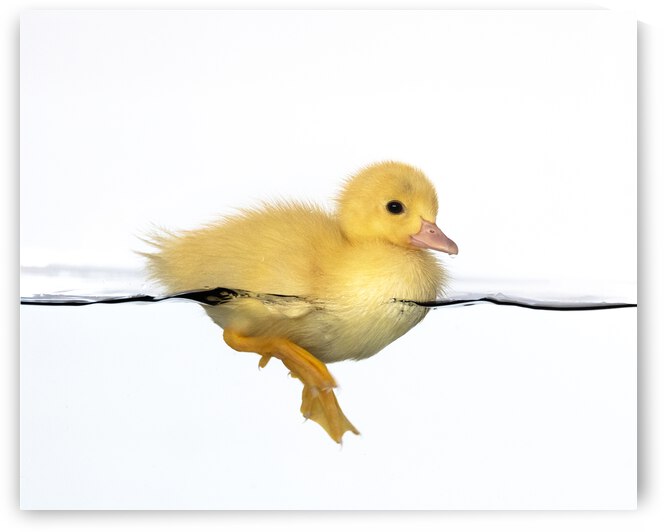 Patito amarillo by 1x