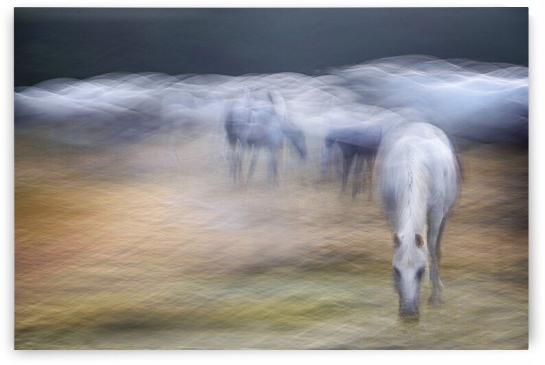 On the pasture by 1x