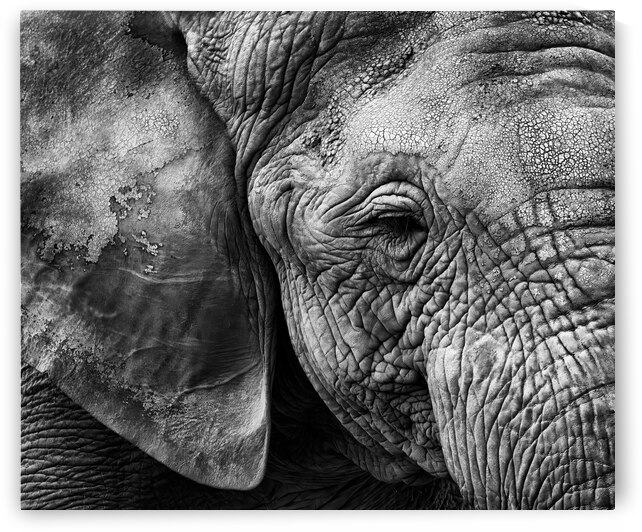 Elephant skin by 1x