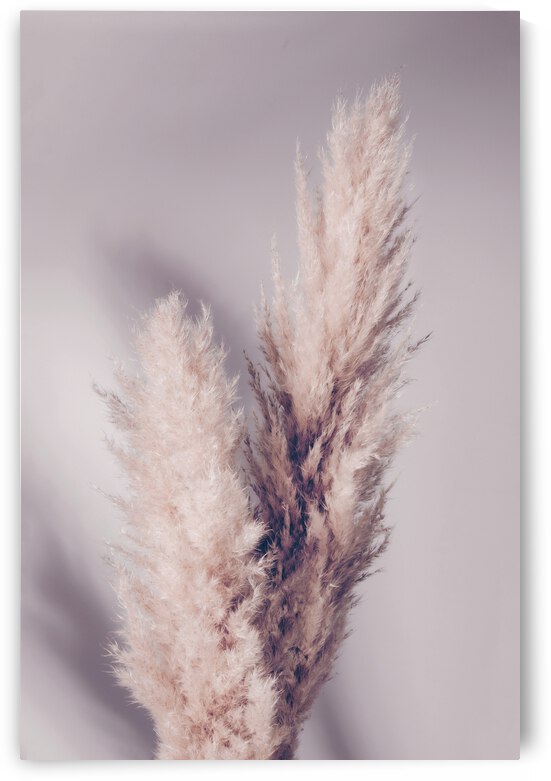 Pampas Grass by 1x