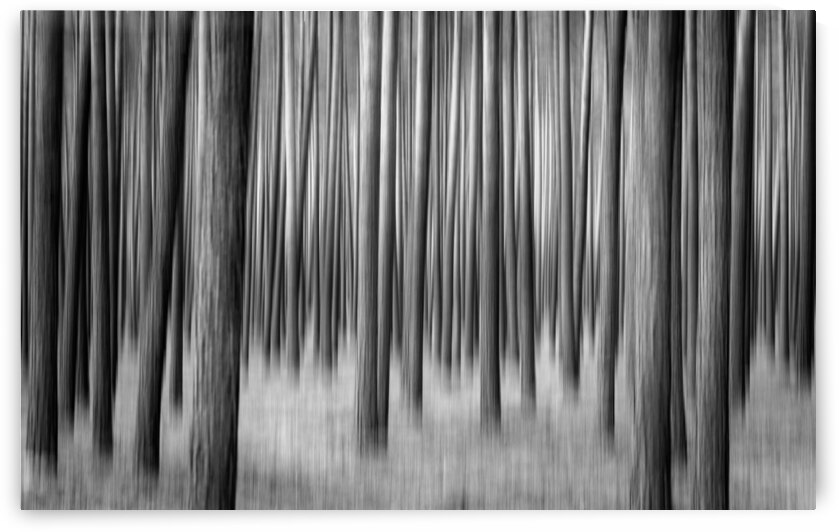 Forest impression by 1x