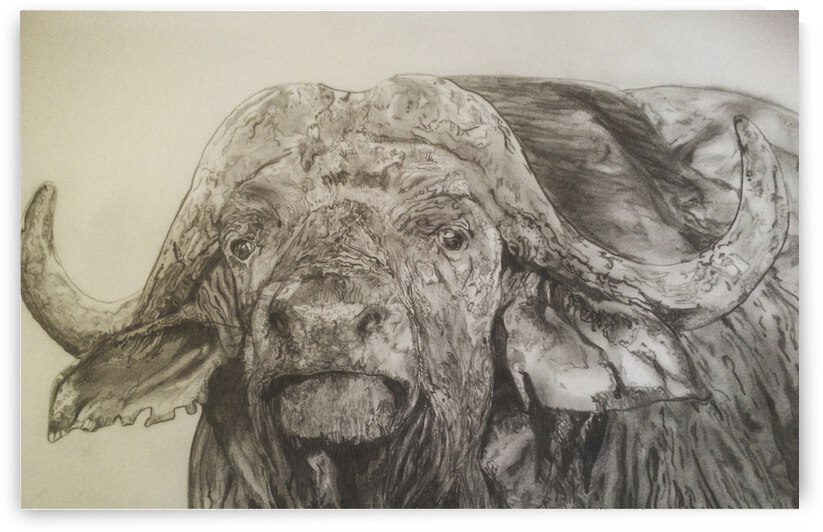 Cape Buffalo by Grant Netherlands