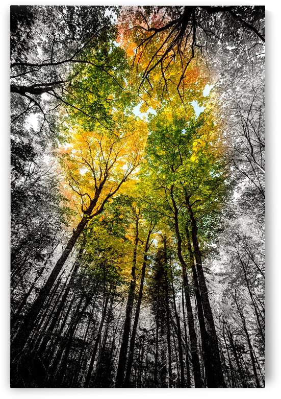 Au sommet de la gloire by Guy Boudreau