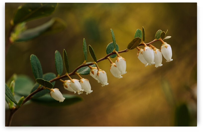 Cassandre calicule by Guy Boudreau
