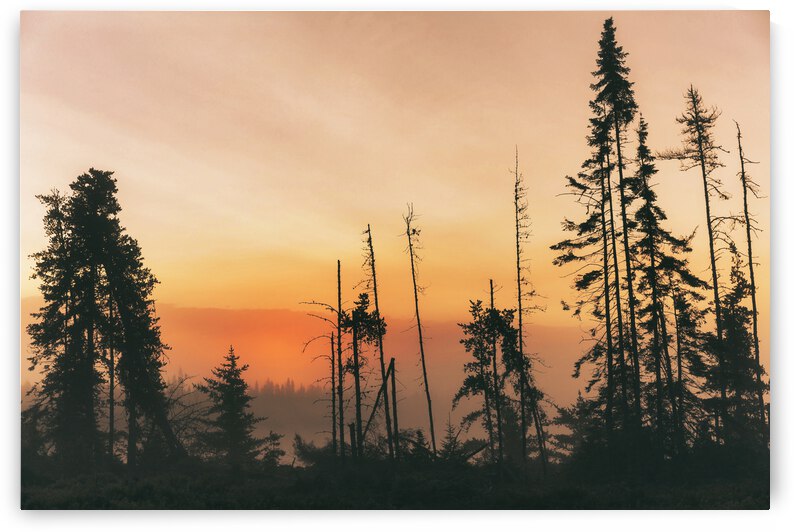 Nature sauvage by Juanel Casseus