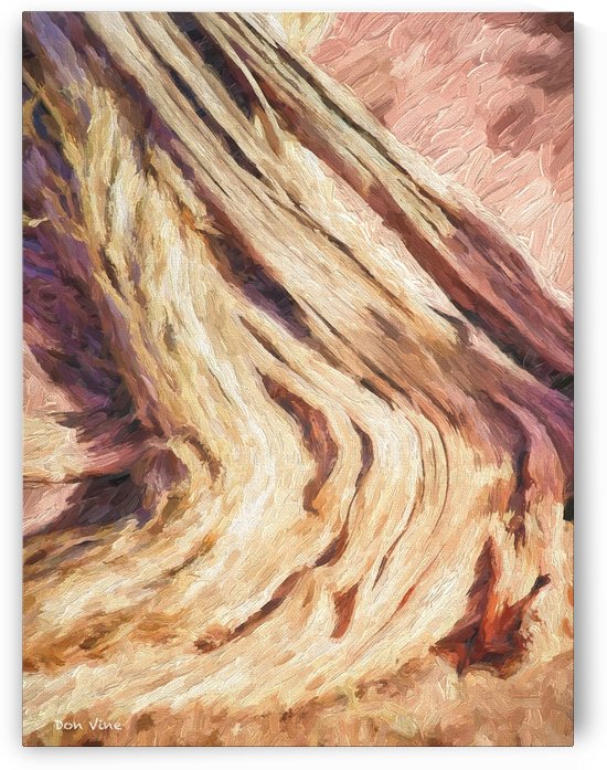 Bent Wood_091120_213__3 HXSYV by Don Vine