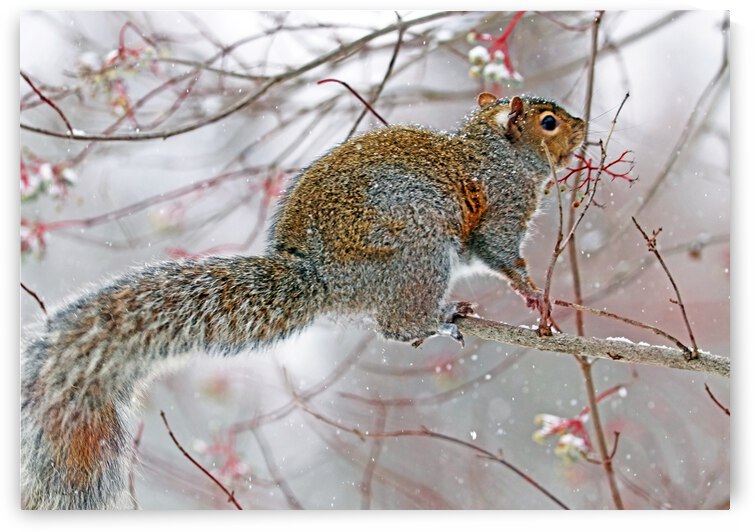 Snowy Squirrel by Deb Oppermann