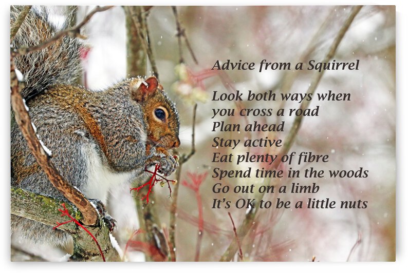 Squirrel Advice by Deb Oppermann