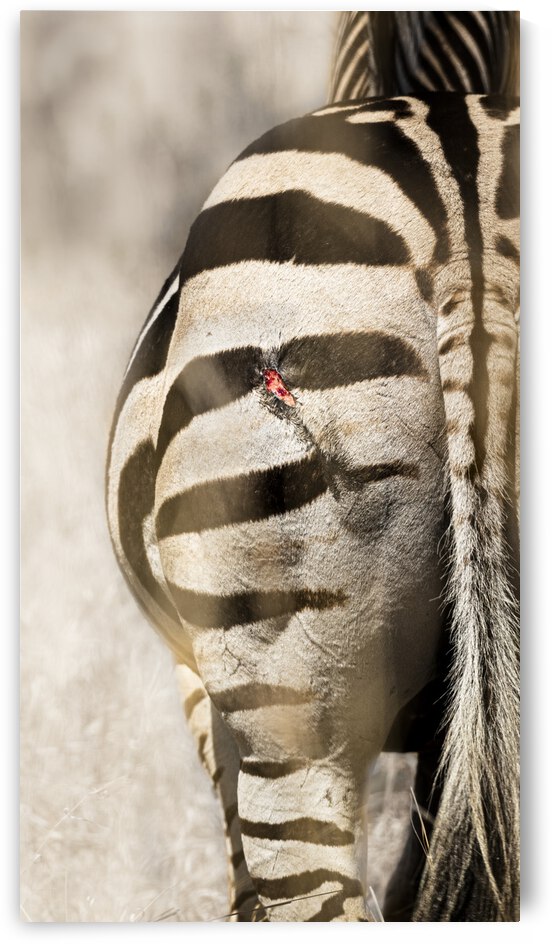 Scars - Zebra with Lion Clawmark by Sabrina Colombo