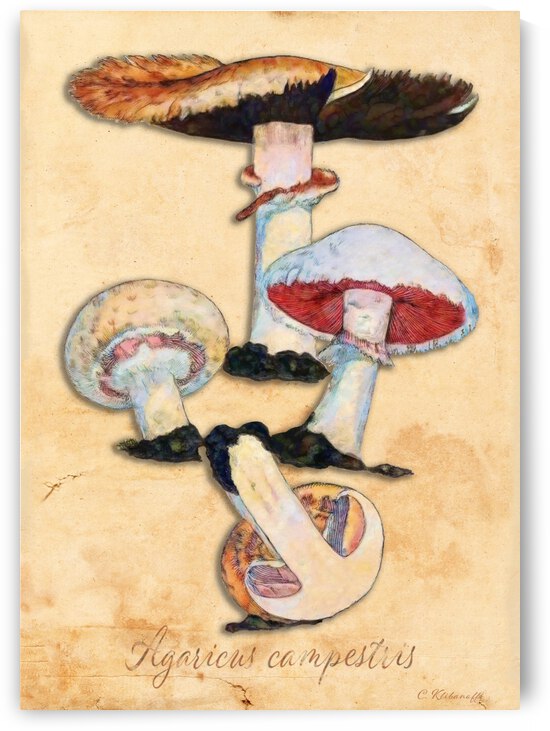 Agaricus Campestris by Cathleen Klibanoff
