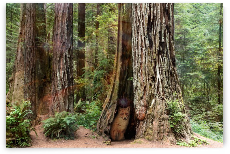 Enchanted Forest by Cathleen Klibanoff