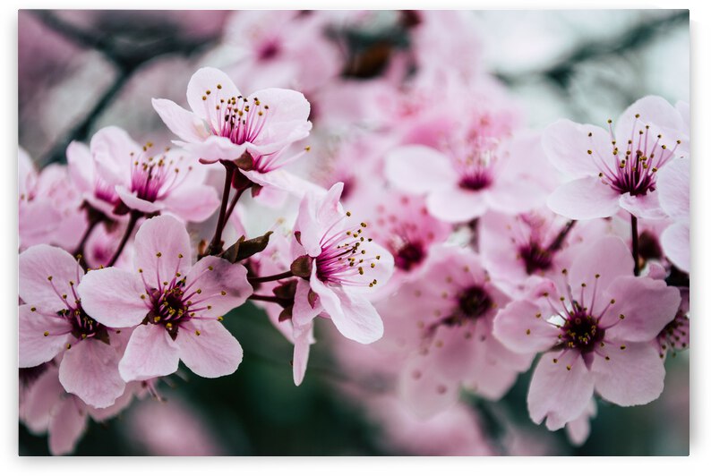 Floral Dream by Chatz Schwab