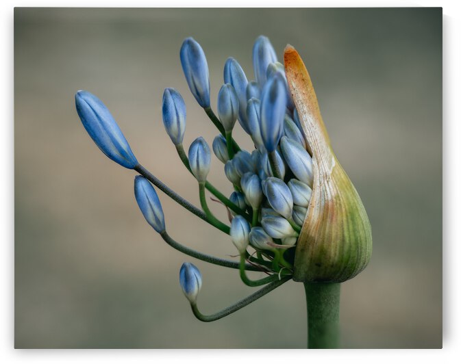 Stand tall by Chatz Schwab