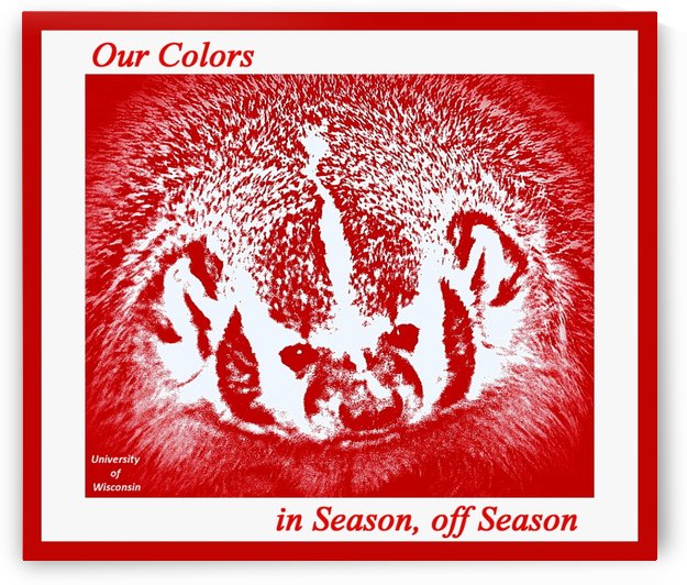 Go Badgers by Zafer Gurel