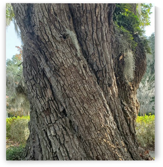 Twisted Fairytale Tree by The NC Geek