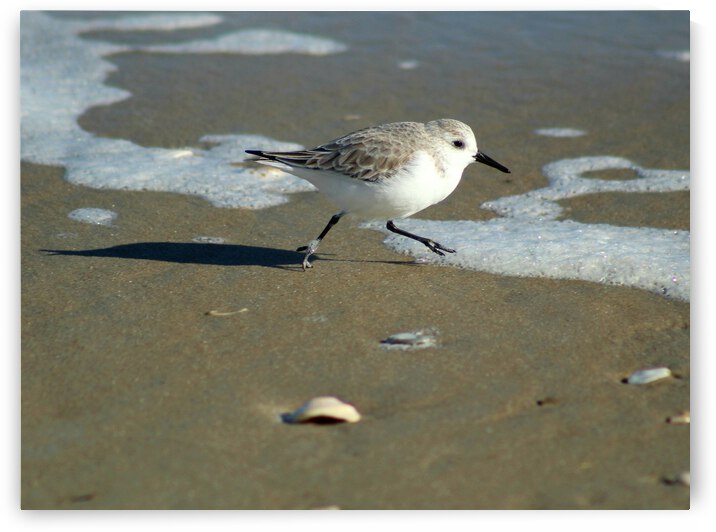 Beach Run by The NC Geek