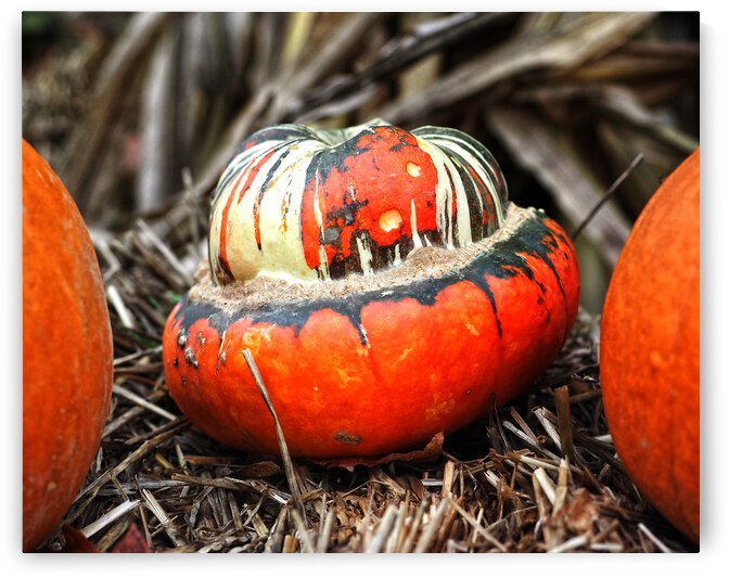 Farm Elephant Gourd by Bill Swartwout Photography