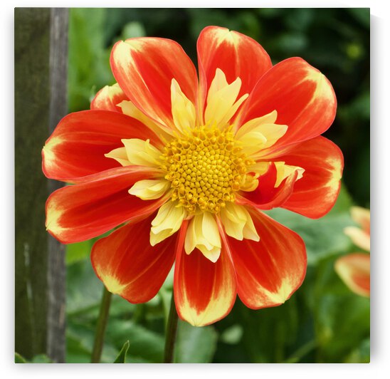 Dahlia by Bill Osuch