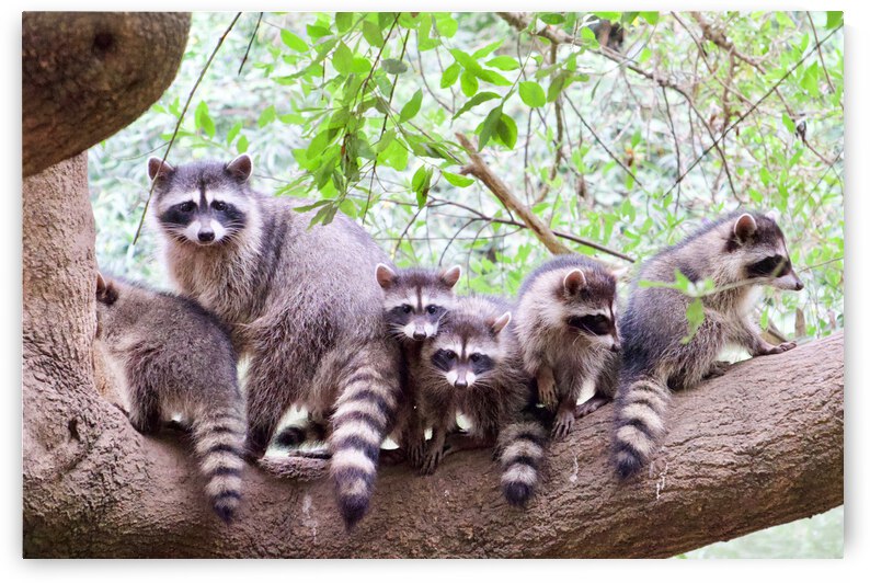 Rocky and family by Bill Osuch