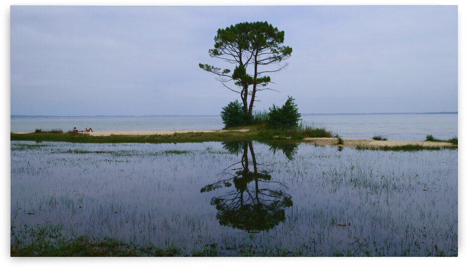 Tree in lake by Cedric Doz