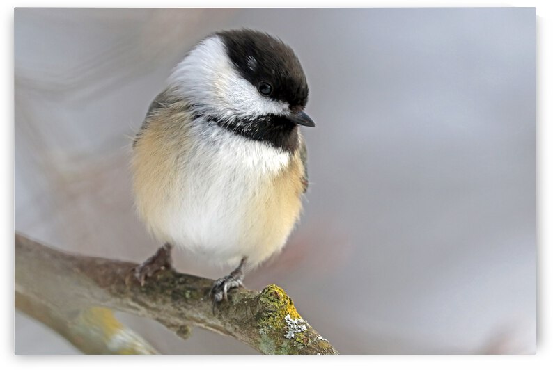 Shy Chickadee by Deb Oppermann