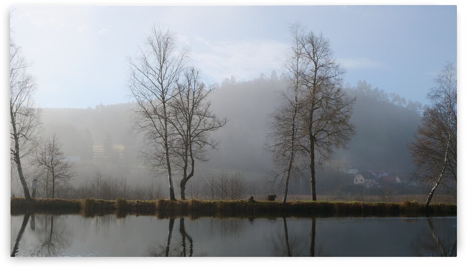 Trees in the mist France by Cedric Doz