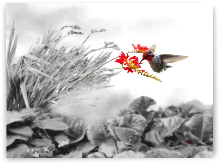 Crocosmia by ArcheanArt