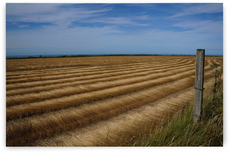 Normandy field by Cedric Doz