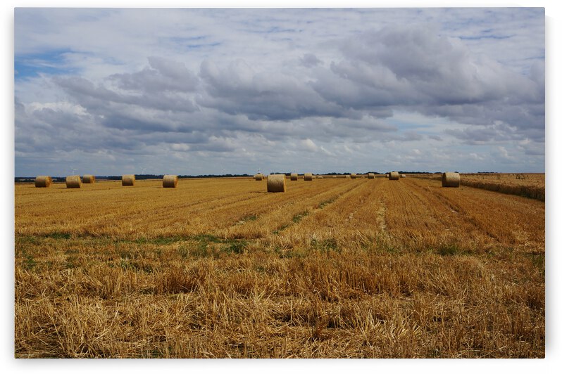 Normandy field by Cedric Doz