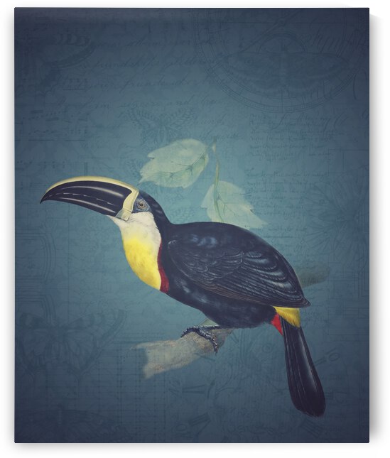 Toucan by Cathleen Klibanoff