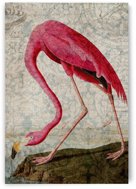 Florida Flamingo by Cathleen Klibanoff
