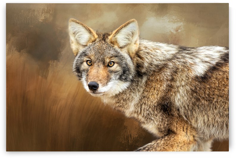 Little Master by Michel Soucy