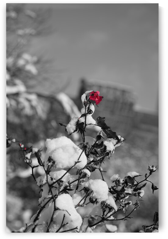 WINTER ROSE