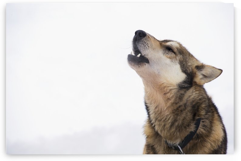 A dropped Iditarod sled dog howls at the Finger Lake checkpoint during the 2013 Iditarod, Southcentral Alaska by PacificStock