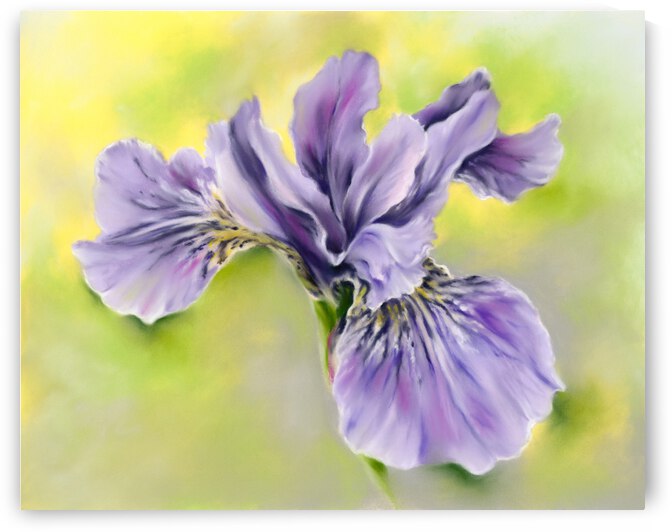 Single Siberian Iris Periwinkle Blue-Violet by MM Anderson