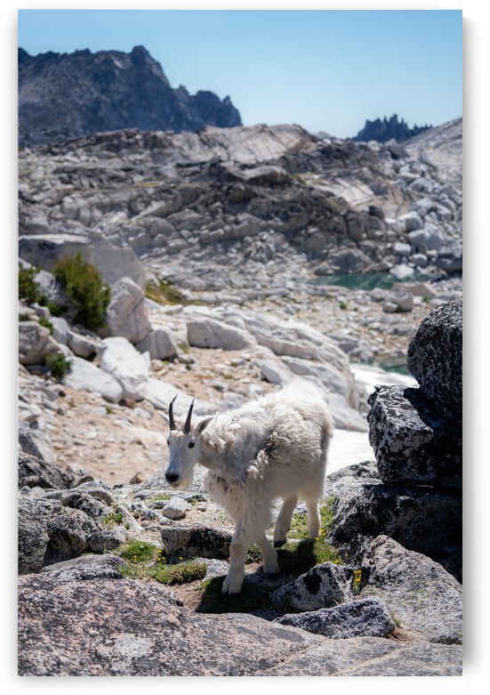 Cascades Mountain Goat by Noah Lang