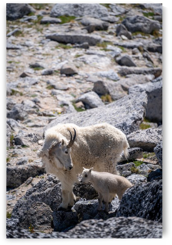 Nanny and Kid Mountain Goats by Noah Lang