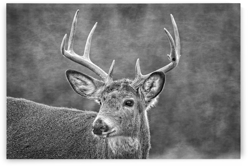 Stud by Michel Soucy